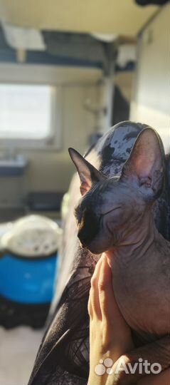 Канадский сфинкс взрослая девочка