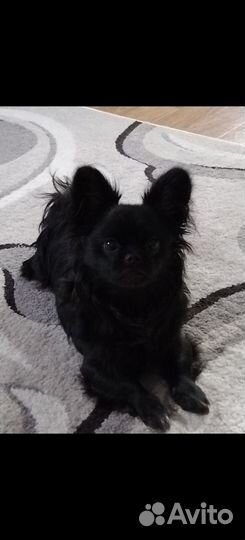 Вязка чихуахуа миник, развязан