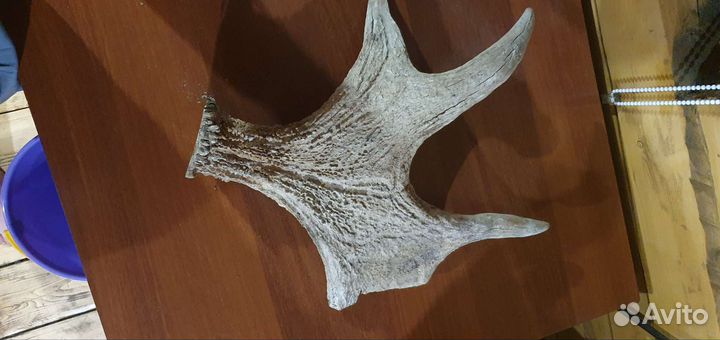 Продам рога лося