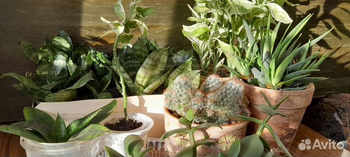 Комнатные растения отдам, обмен, продам