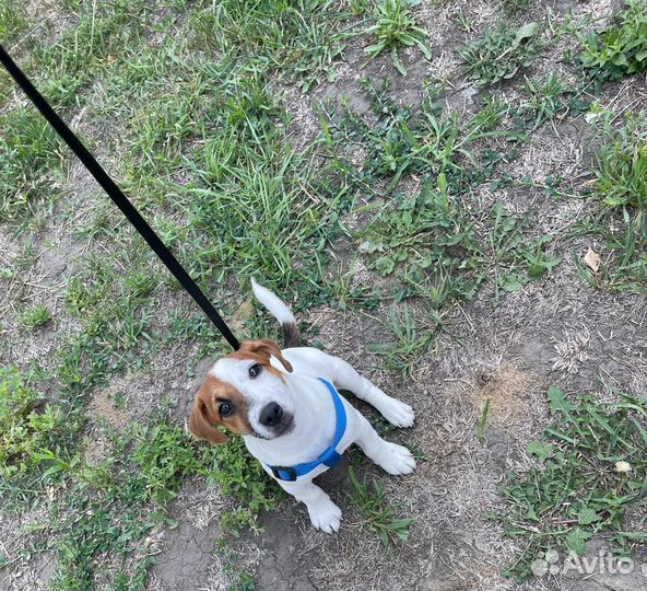 Джек Рассел терьер