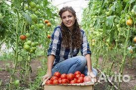 Рабочие в теплицу