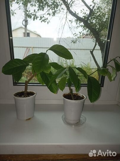 Продам саженцы комнатного лимона