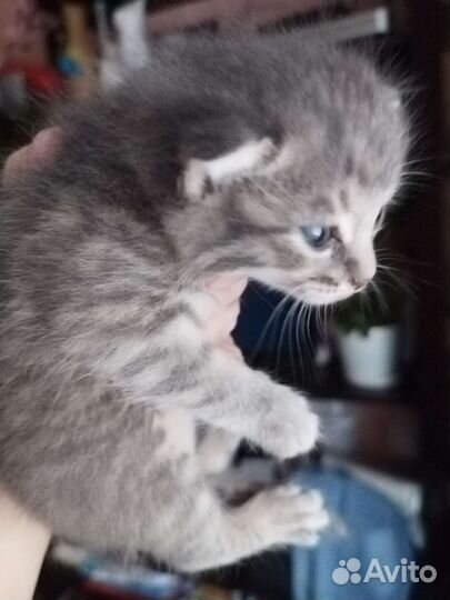 Кошка в дар