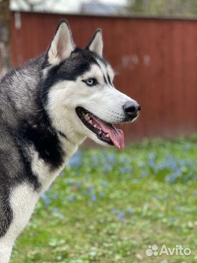 Сибирский хаски титулованный кобель для вязки