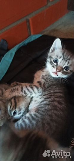 Кошка в дар бесплатно