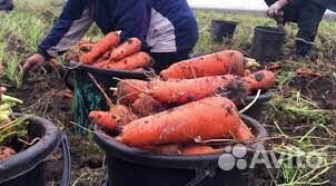 Продам морковь оптом от 20 тонн