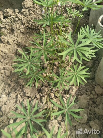 Кислица оксалис