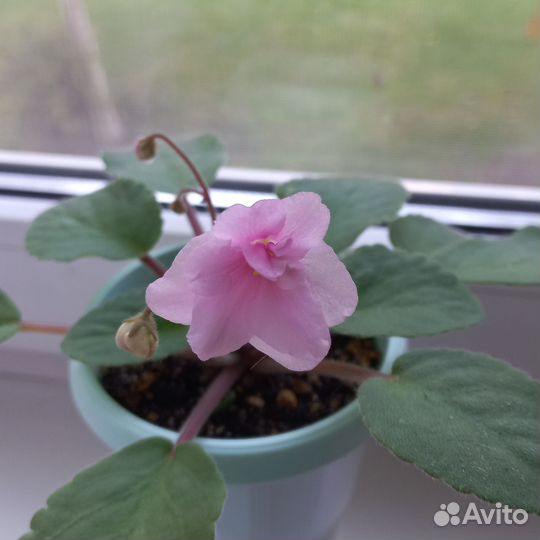 Фиалка сортовая Lilian Jarrett