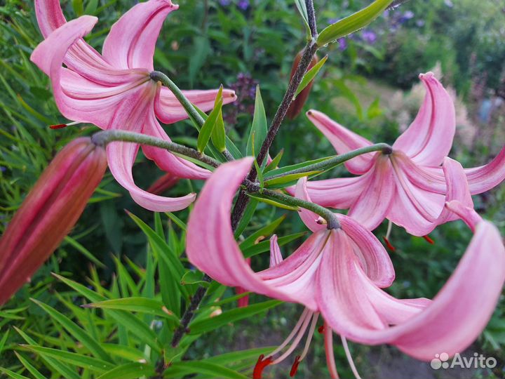 Саженцы лилий