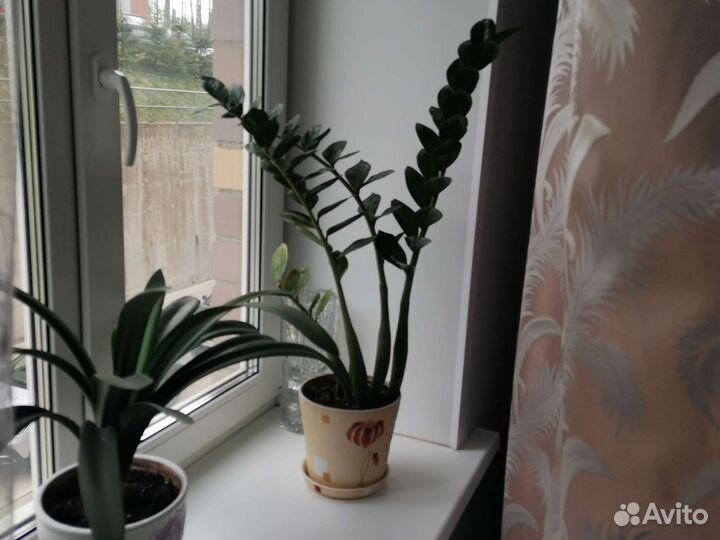 Замиокулькас