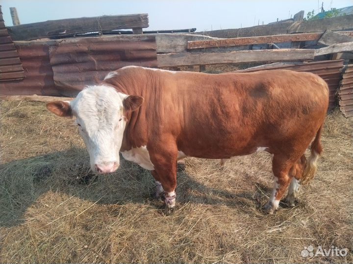 Домашнее животное