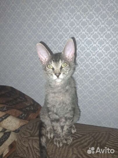 Донской сфинкс котята