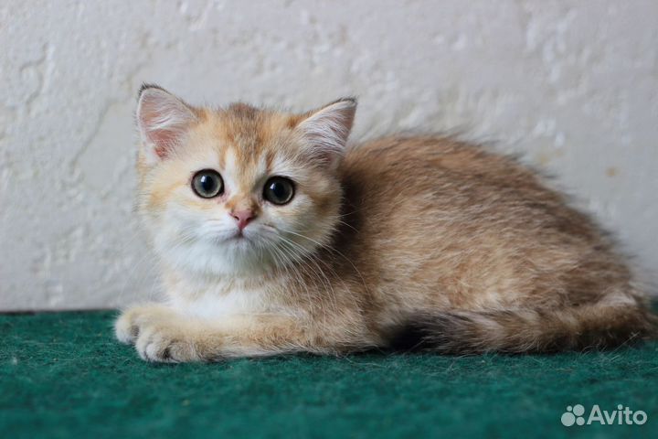 Шотландские котята золотые шиншиллы