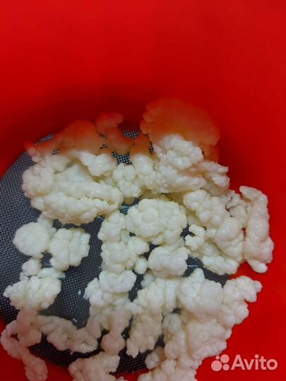 Тибетский Гриб молочный