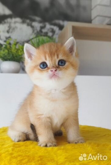 Британские котята золотая шиншилла