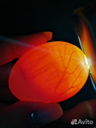 Инкубационное яйцо карликовый кохинхин