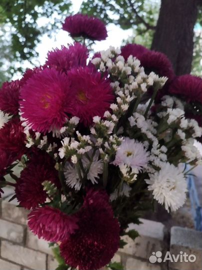 Гелихризум, ворсянка, эхинацея, астра семена