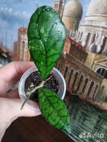 Хойи сортовые