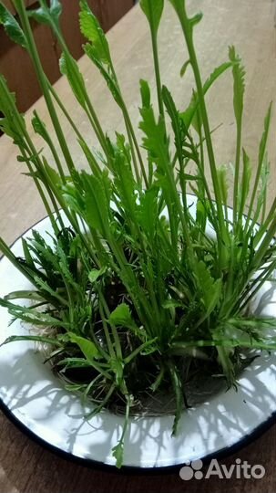 Корень хрена