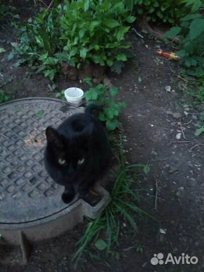 Бомбейская кошка в дар