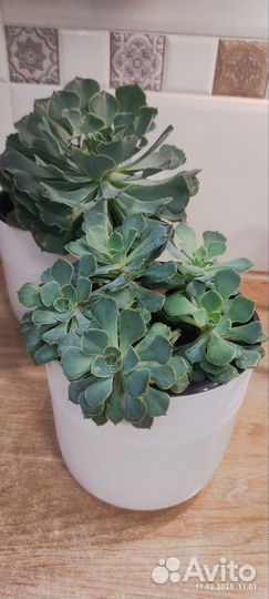 Суккуленты