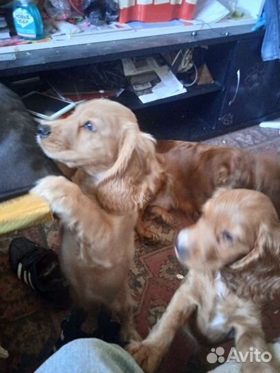 Продаю щенков английского спаниеля 6 штук