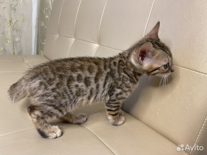 Бенгальские котята