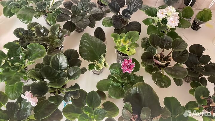 Фиалки детки