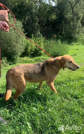 Собака в добрые руки отдам бесплатно