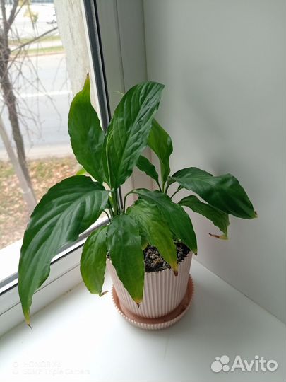 Спатифиллум