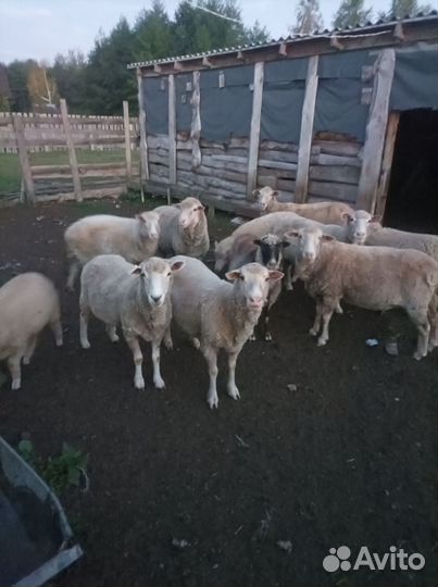 Овцы тексель