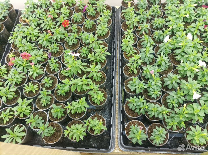 Черенки калибрахоа