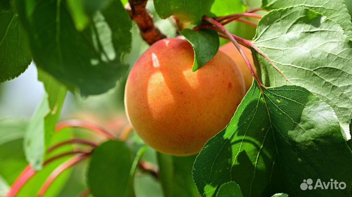 Саженец Шарафуга