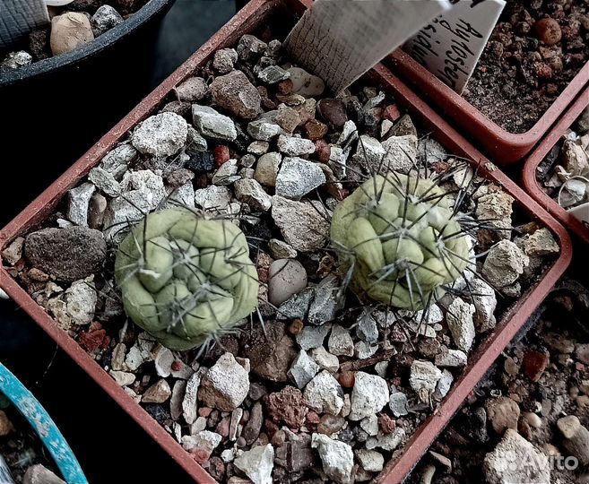 Кактусы редкие коллекционные