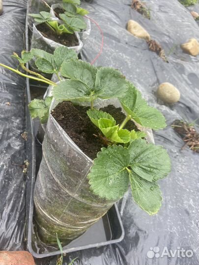 Рассада клубники