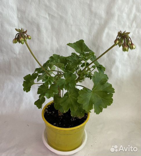 Пеларгония (герань) сортовая цветущая