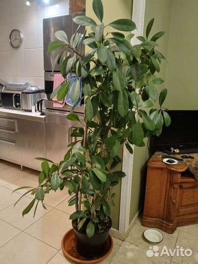 Фикус Циатистипула