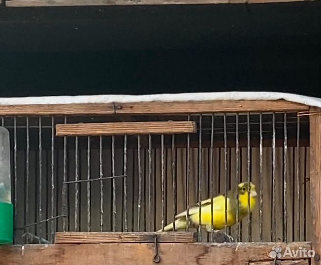 Кенара и канарейки