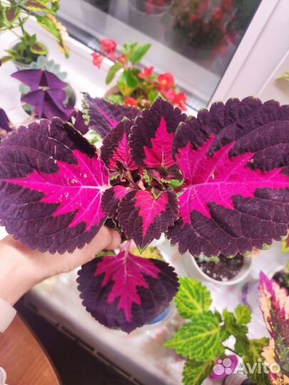 Комнатные цветы