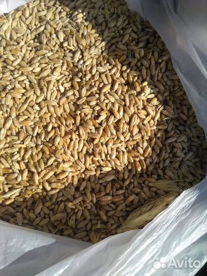 Зерно пшеница ячмень