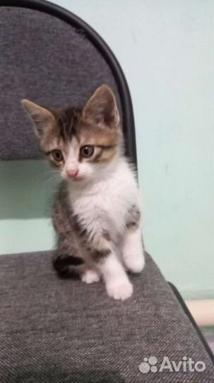 Котята-полукровки в добрые руки