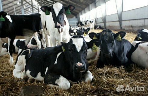 Бычки и телочки