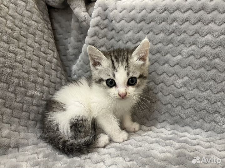 Котенок в добрые руки
