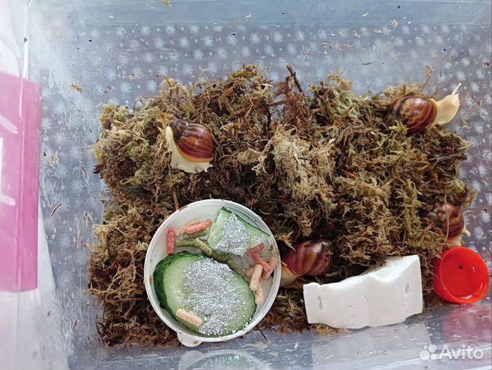 Улитята архахатины Бенин