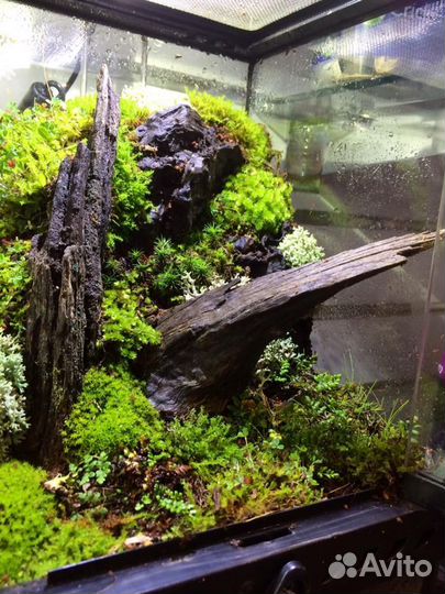 Лягушка с новым полюдариумом и декором