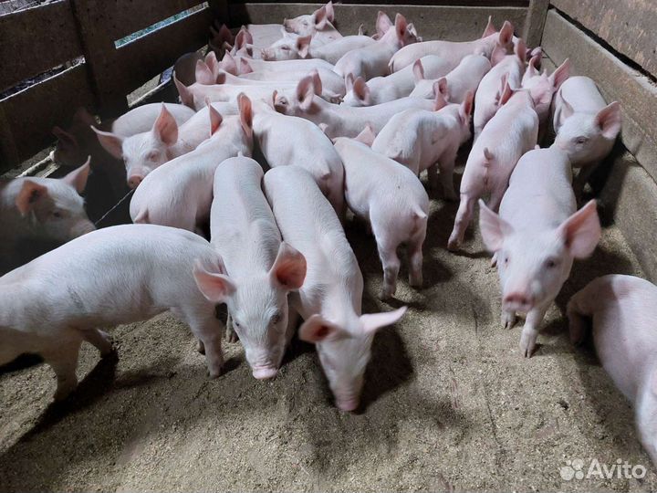 Поросята мясной и мясо-сальной породы