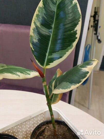 Фикус каучуконосный эластика тинеке