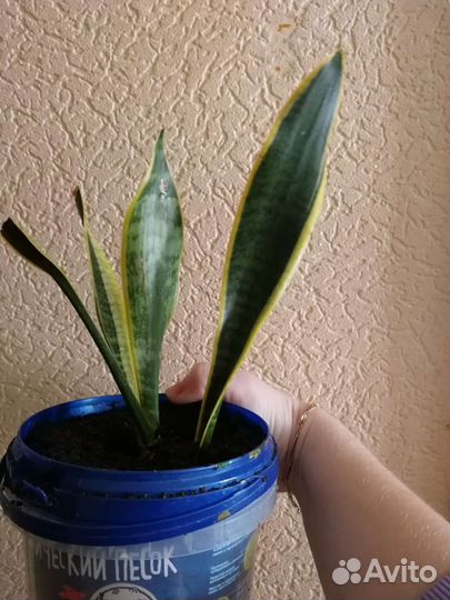 Сансевиерия