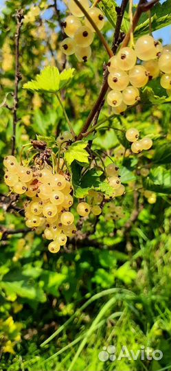 Саженцы разных растений